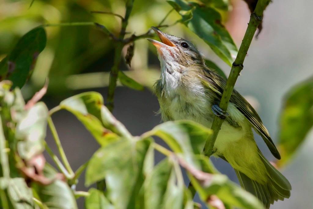 Red-eyed Vireo, fledgling. by Kelly Colgan Azar is licensed under CC BY-ND 2.0.